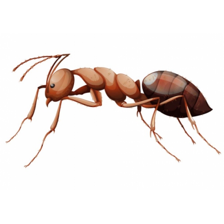 Ant Sticker
