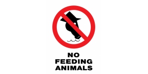 TEMPLATENO FEEDING ANIMALS