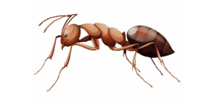 Ant Sticker